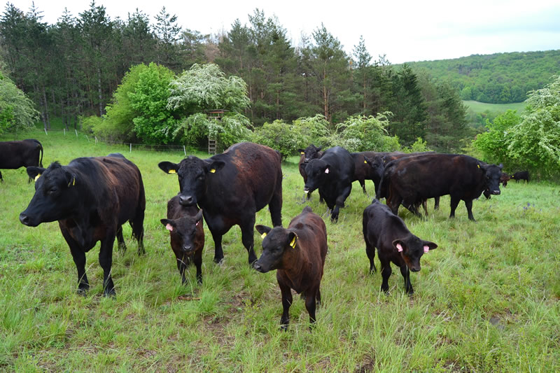 Aberdeen angus